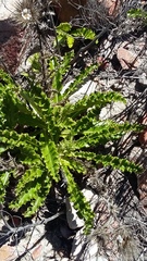 Berkheya carlinoides