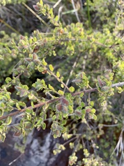 Pseudanthus ballingalliae