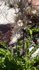 Berkheya carlinoides
