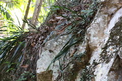 Asplenium attenuatum