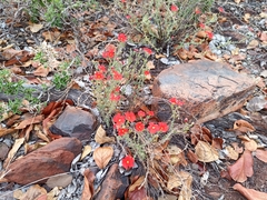 Jamesbrittenia bergae