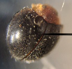 Exochomus nigripennis