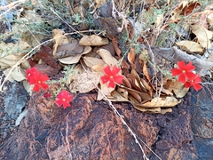 Jamesbrittenia bergae