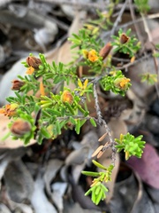 Hibbertia cistoidea
