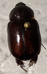 Podalgus cuniculus