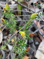Hibbertia cistoidea