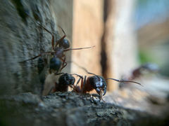 Camponotus ligniperda