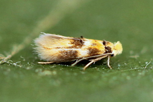 Bucculatrix thoracella (Thunberg, 1794)