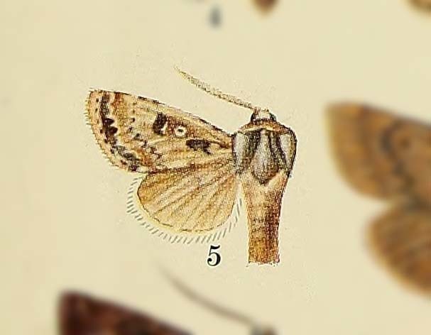 Agrotis lanzarotensis