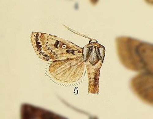 Agrotis lanzarotensis