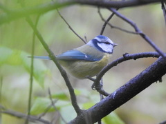Cyanistes caeruleus