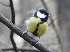 Parus major