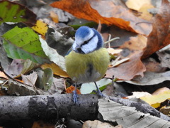 Cyanistes caeruleus