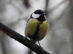 Parus major