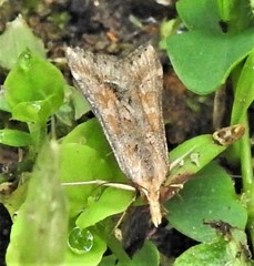 Diasemia