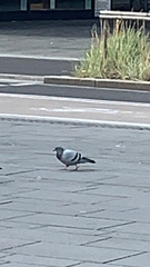 Columba livia domestica