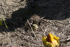Amorphophallus paeoniifolius