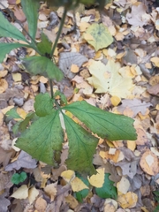 Geum urbanum