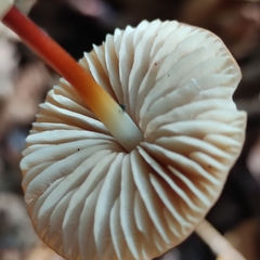 Marasmius cohaerens
