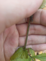 Geum urbanum