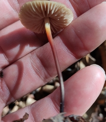 Marasmius cohaerens