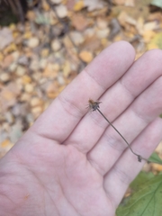 Geum urbanum
