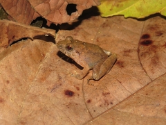 Limnonectes microdiscus