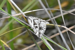 Dichromodes stilbiata