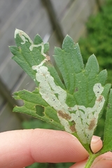 Phytomyza ranunculivora