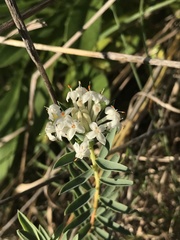 Pimelea glauca