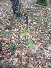 Betonica officinalis