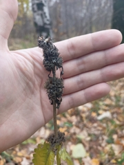 Betonica officinalis