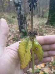 Betonica officinalis