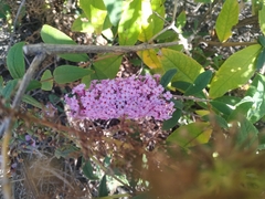 Buddleja davidii