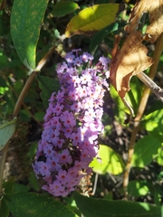 Buddleja davidii