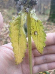 Betonica officinalis