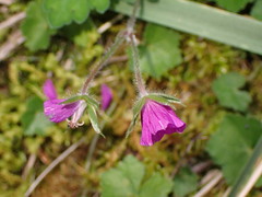Geranium nepalense thunbergii