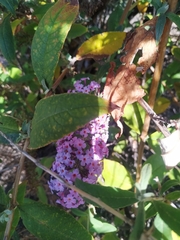 Buddleja davidii