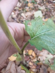 Betonica officinalis