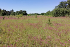 Dichomeris limosellus