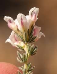 Aspalathus submissa