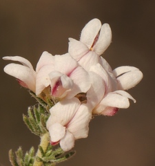 Aspalathus submissa
