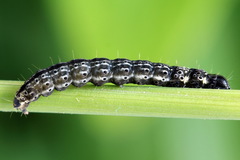 Dichomeris limosellus