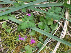 Geranium nepalense thunbergii