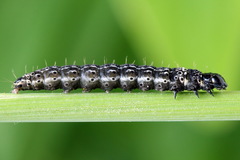 Dichomeris limosellus