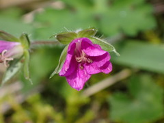 Geranium nepalense thunbergii