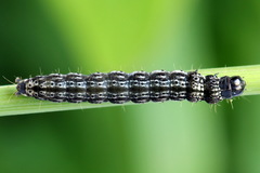 Dichomeris limosellus