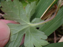 Geranium nepalense thunbergii