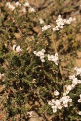 Aspalathus submissa