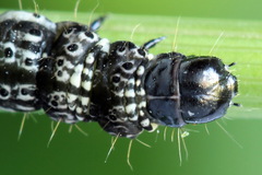 Dichomeris limosellus